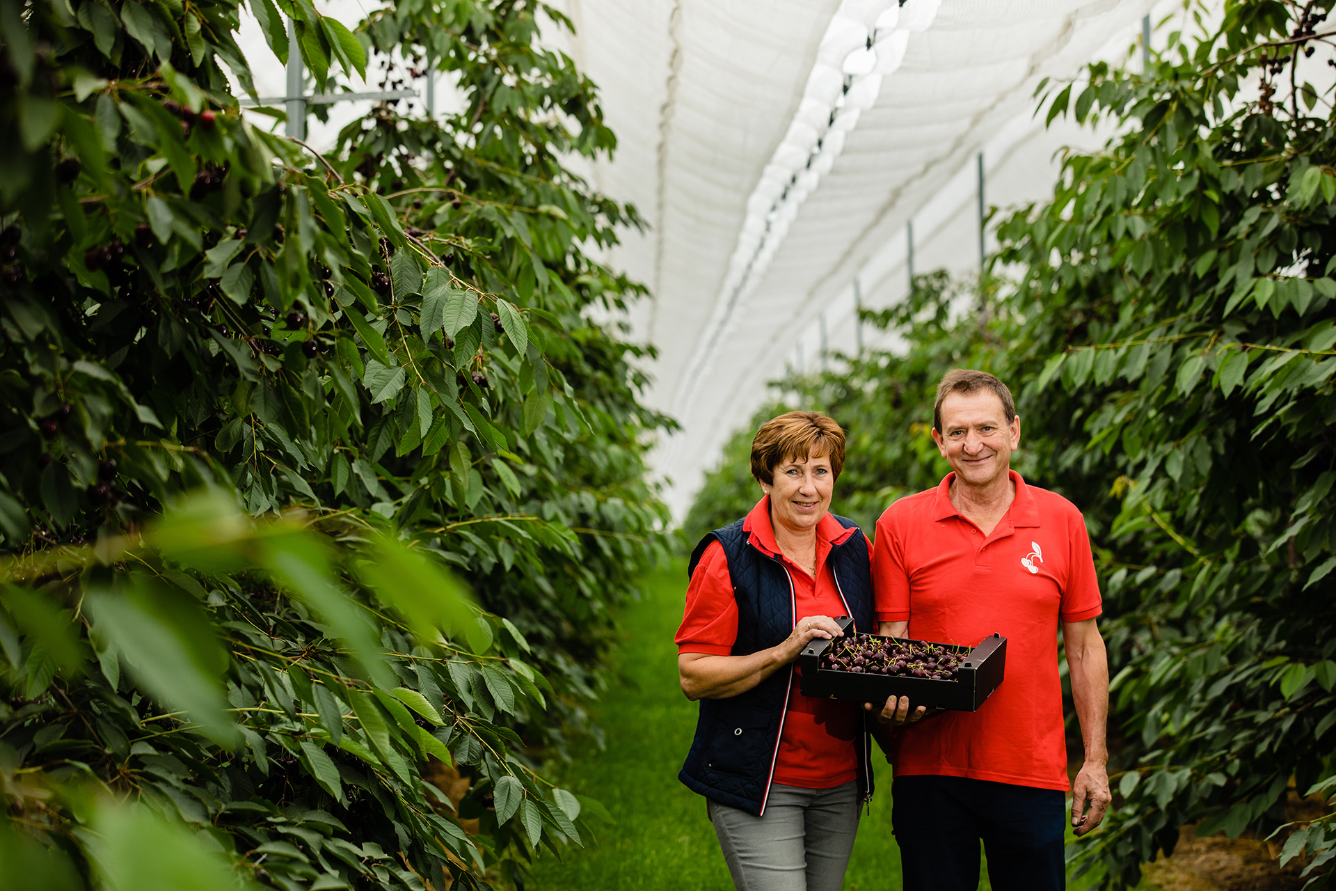 Jo en Monica Schaepkens met een kist verse kersen tussen de kersenbomen in hun boomgaard in Klimmen