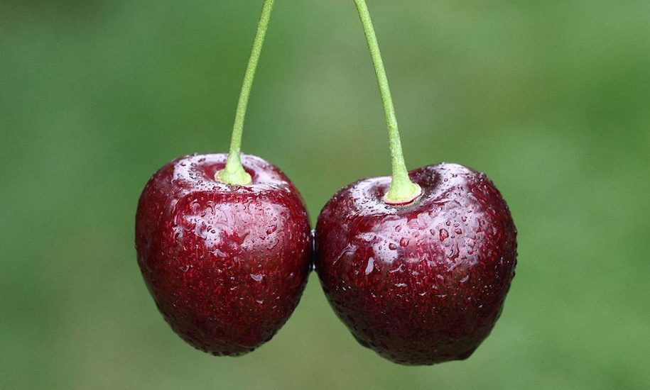 Vers geplukte donkerrode kersen van dichtbij