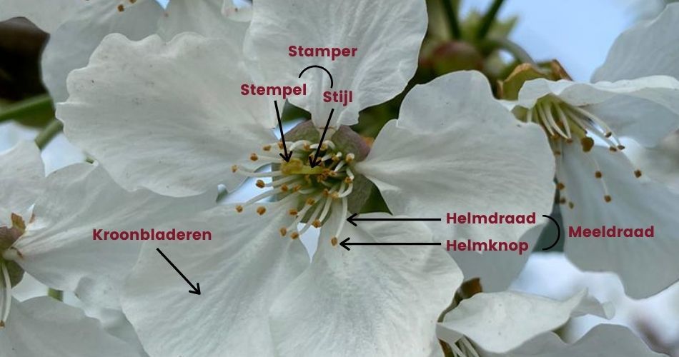 Bloesem-uitleg