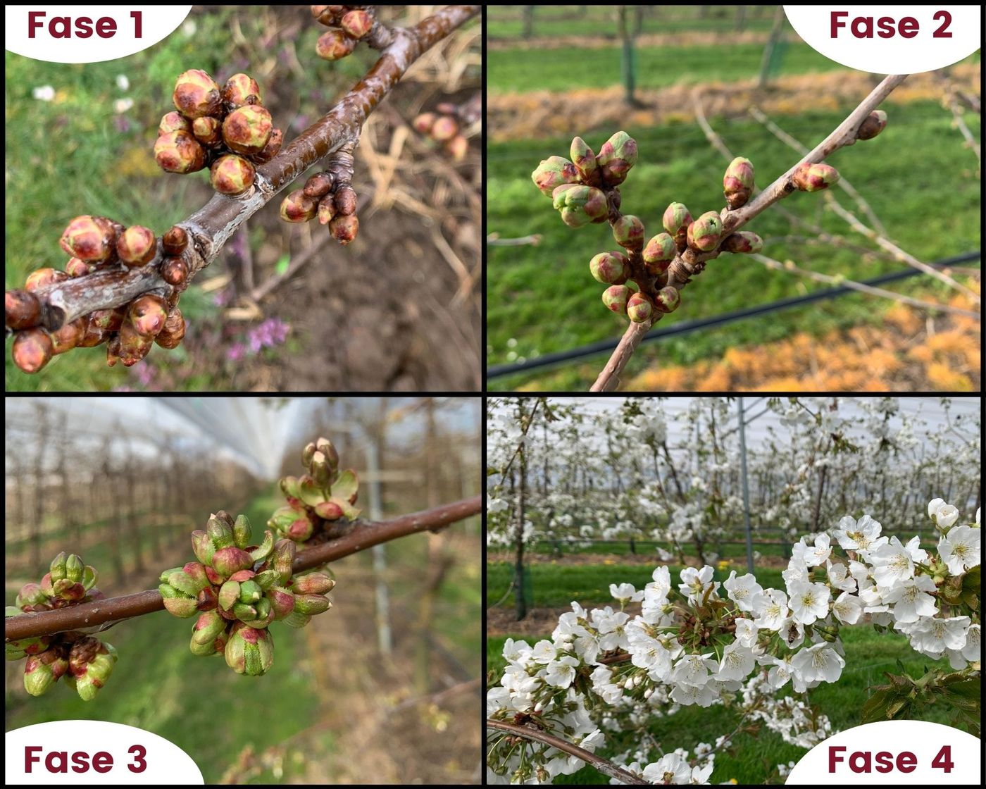 Fases-bloesem