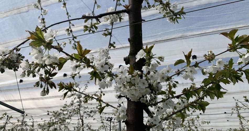 bloemen2