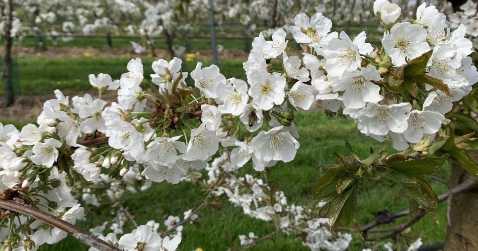 Bloemetjes en Bijtjes