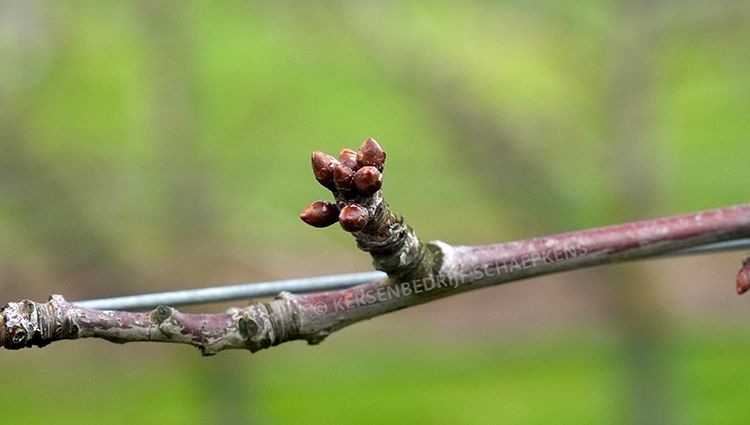Knop-close-up-copyright
