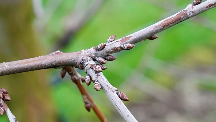 Kersen-bloemknop-close-up