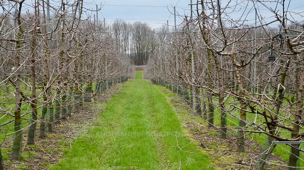 Bloemknoppen ontwaken uit winterslaap