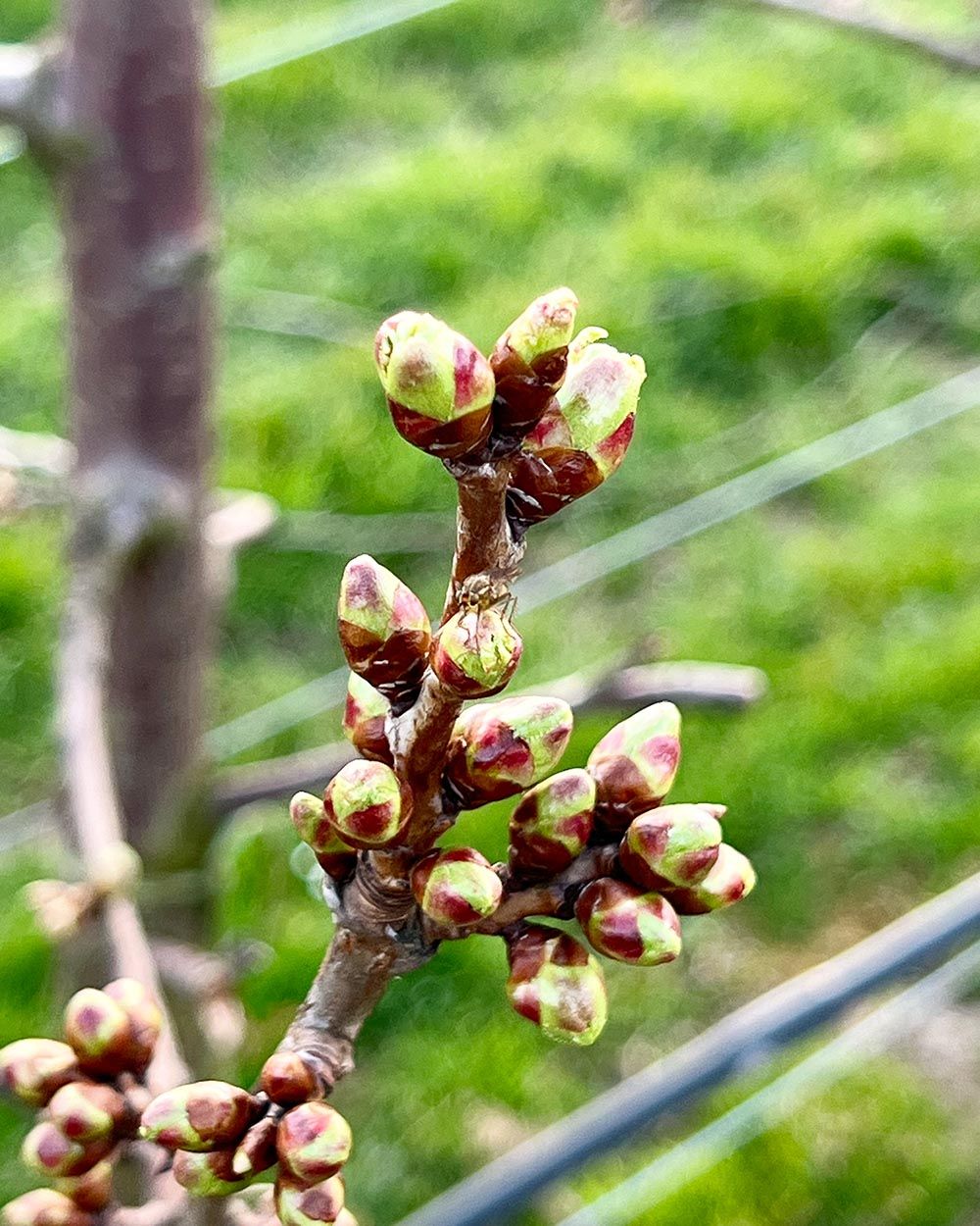 Bloemknoppen-schuiven