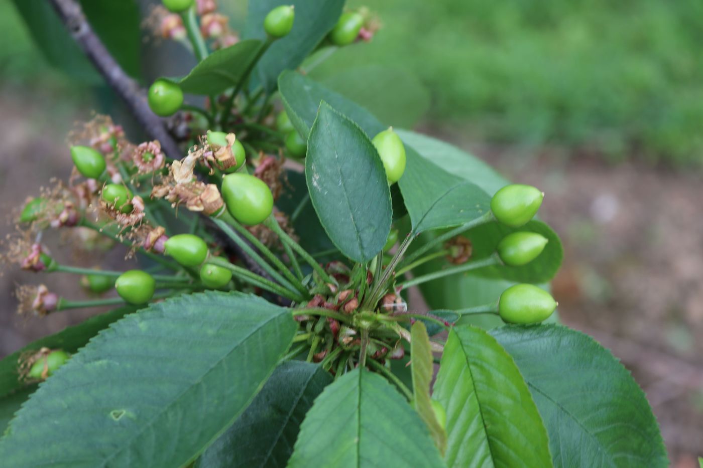 kersen groen