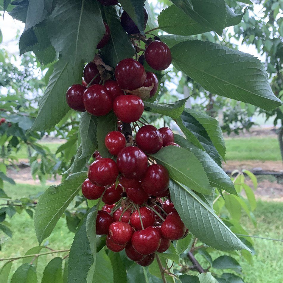 Kersenras-Bellise-donkerrood