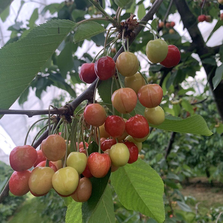 Kersenras-Regina-geel-rood