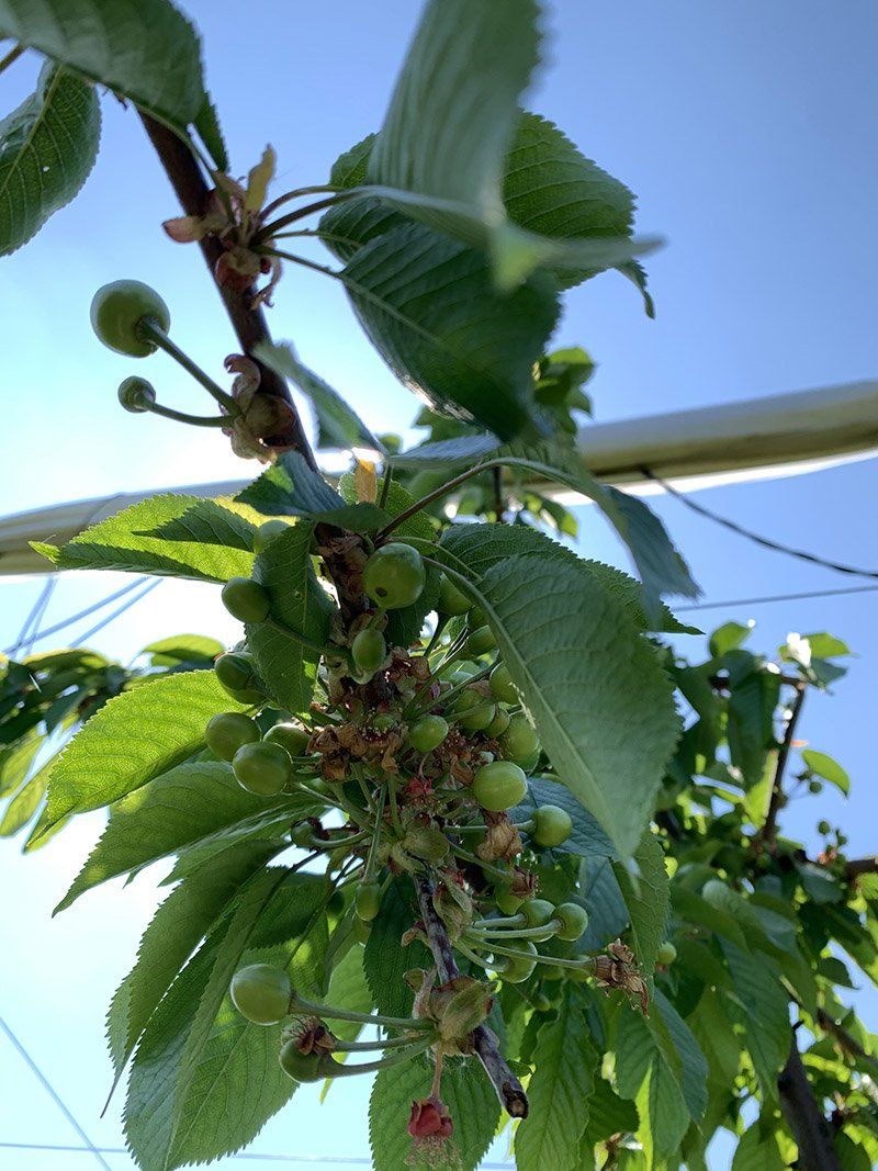 schaepkens-groene-kersen-gespot