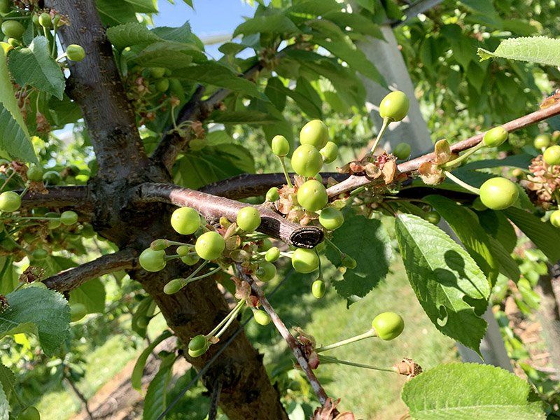 Eerste groene kersen zichtbaar