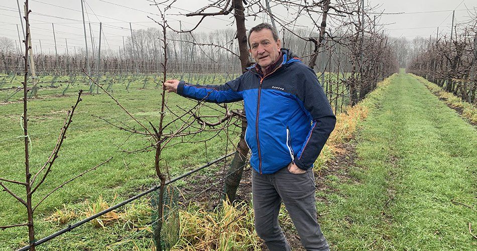 Nieuw aangeplante Hedelfinger kersenbomen