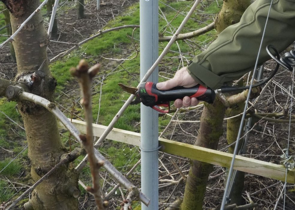 Hoe snoei je een kersenboom?