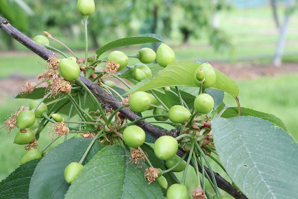 Kersen in de groei 05-05-2019