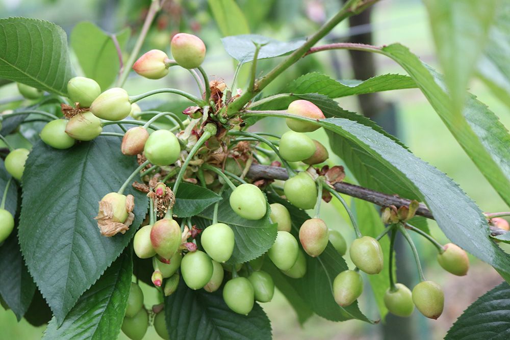 Kersen in de groei 20-05-2019