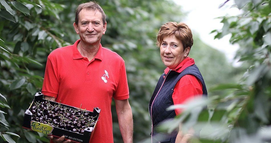 Kersen kopen bij de boer