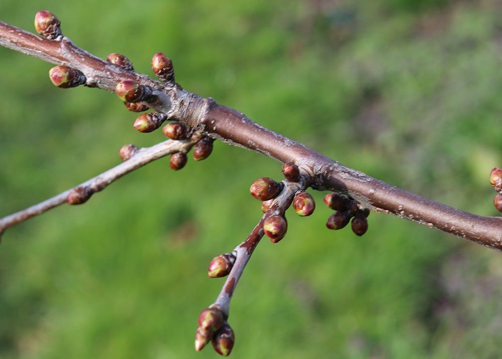 Kersenboomgaard ontwaakt