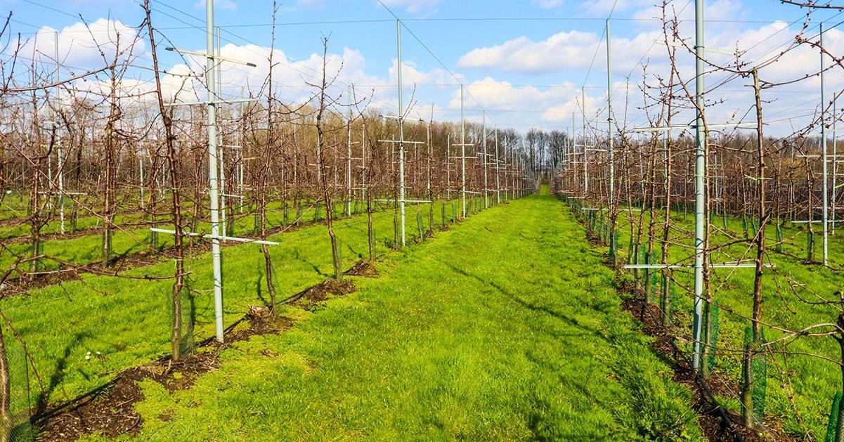 Kersenboomgaard ontwaakt