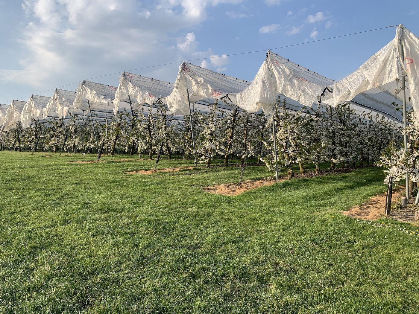Kersenbomen in volle bloei onder de regenkappen in onze boomgaard