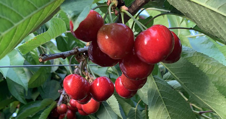 Kersenrassen Bellise en Merchant beginnen goed te kleuren