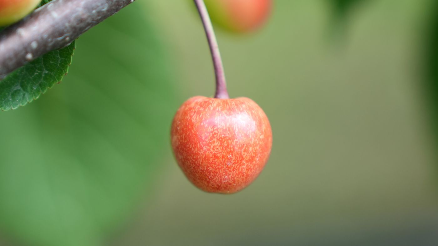 Roodverkleuring van de eerste kersenrassen