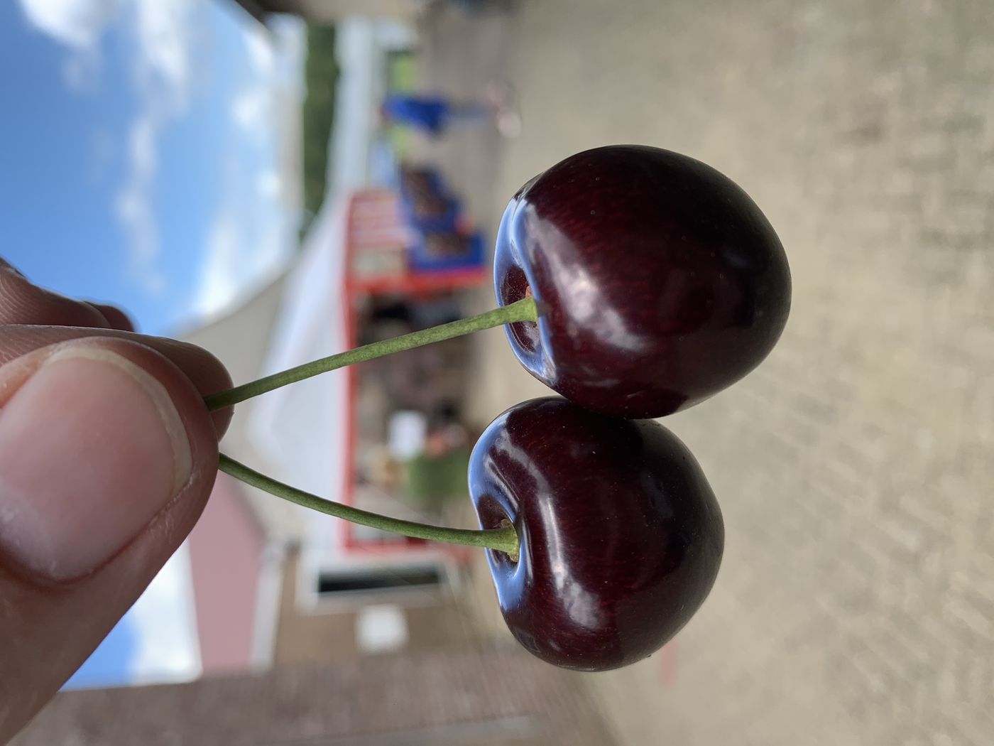 Vanda vanmiddag verkrijgbaar