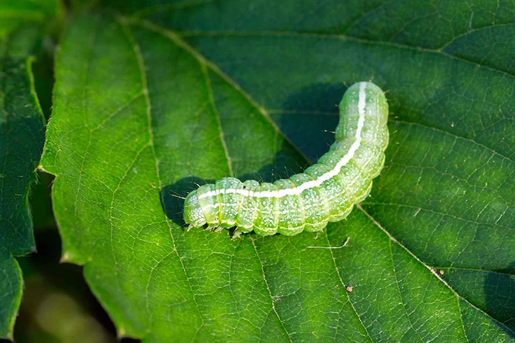 Biologische rupsenbestrijding in de kersenboomgaard