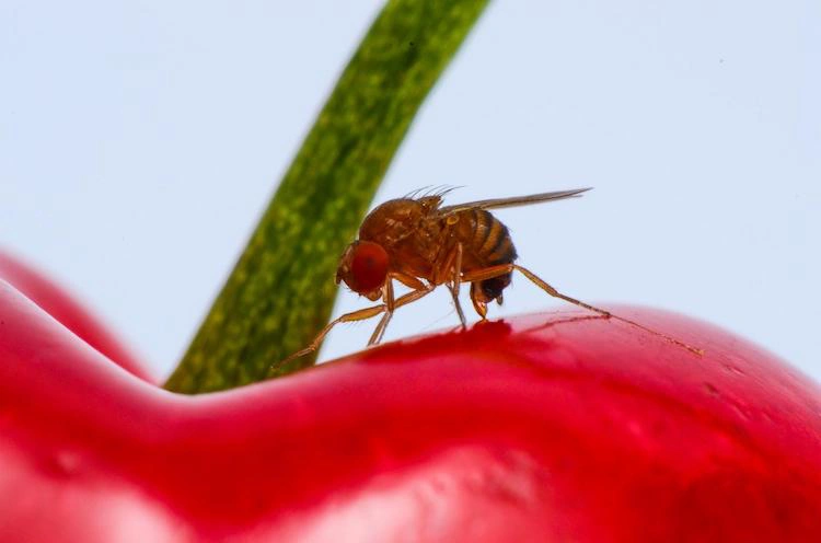 Biologische vliegenbestrijding in de boomgaard