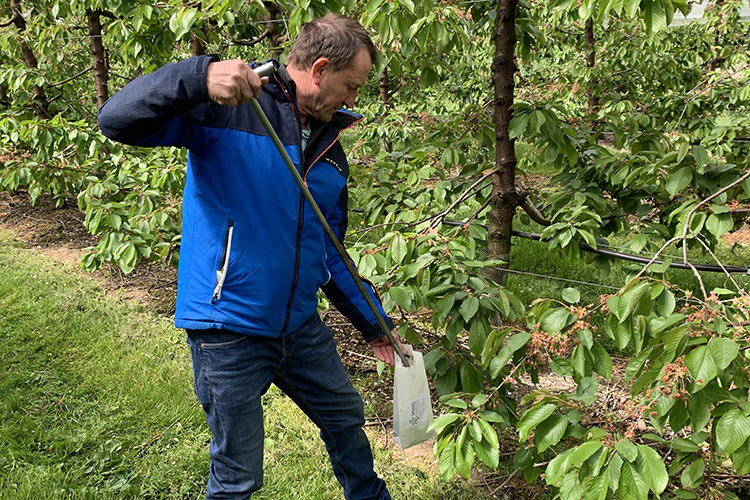 Grond- en bladmonsters in de kersenboomgaard
