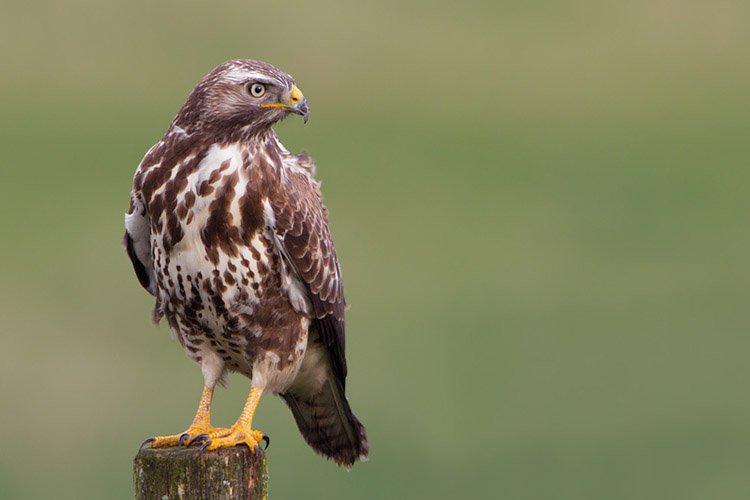 Buizerd boven de boomgaard voor biologische muizenbestrijding